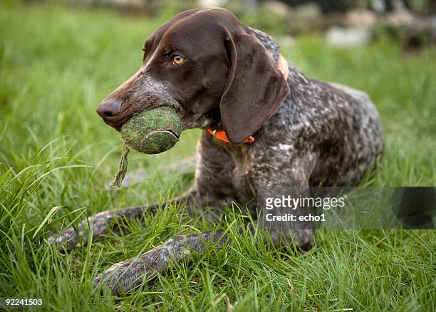 german shorthaired pointer on grass with tennis ball in mouth - german shorthaired pointer stock pictures, royalty-free photos & images