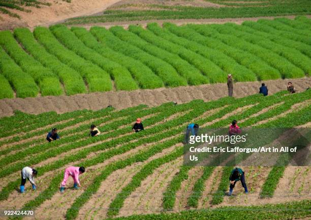 North Korean children working in a field, Pyongan Province, Pyongyang, North Korea on May 18, 2009 in Pyongyang, North Korea.