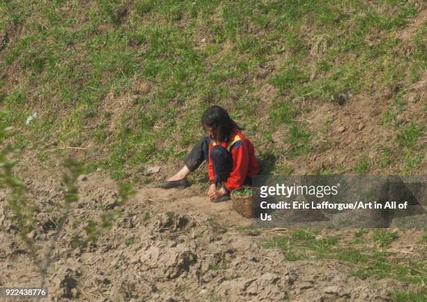 North Korean girl in a field filling her basket with herbs, Kangwon Province, Wonsan, North Korea on April 17, 2008 in Wonsan, North Korea.