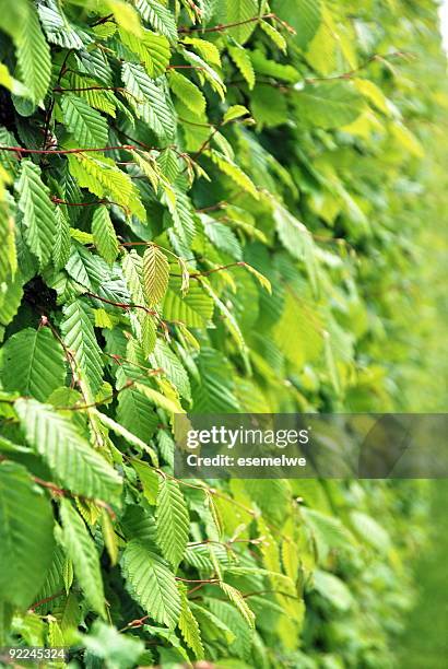 hornbeam hedge - alder tree stock pictures, royalty-free photos & images