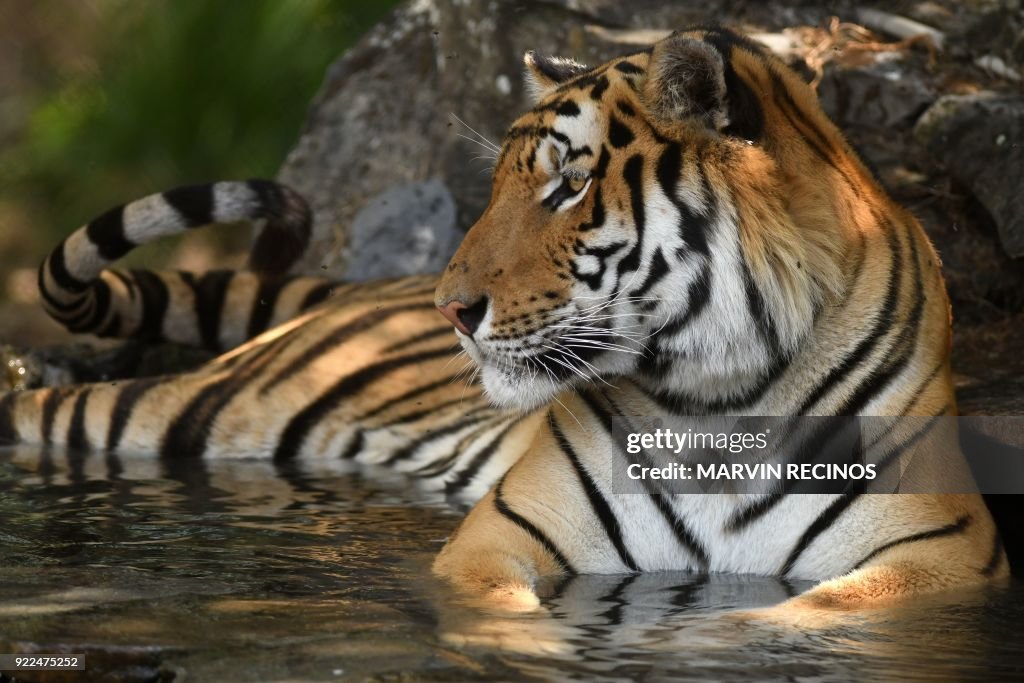 EL SALVADOR-ANIMAL-ZOO-TIGER