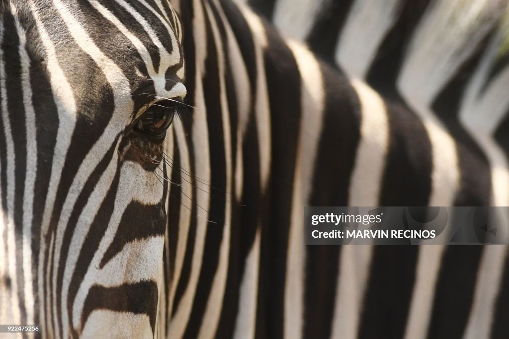 EL SALVADOR-ANIMAL-ZOO-ZEBRA