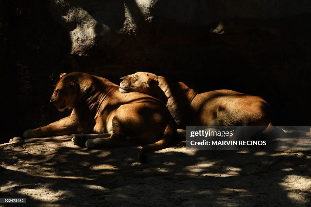 EL SALVADOR-ANIMAL-ZOO-LION