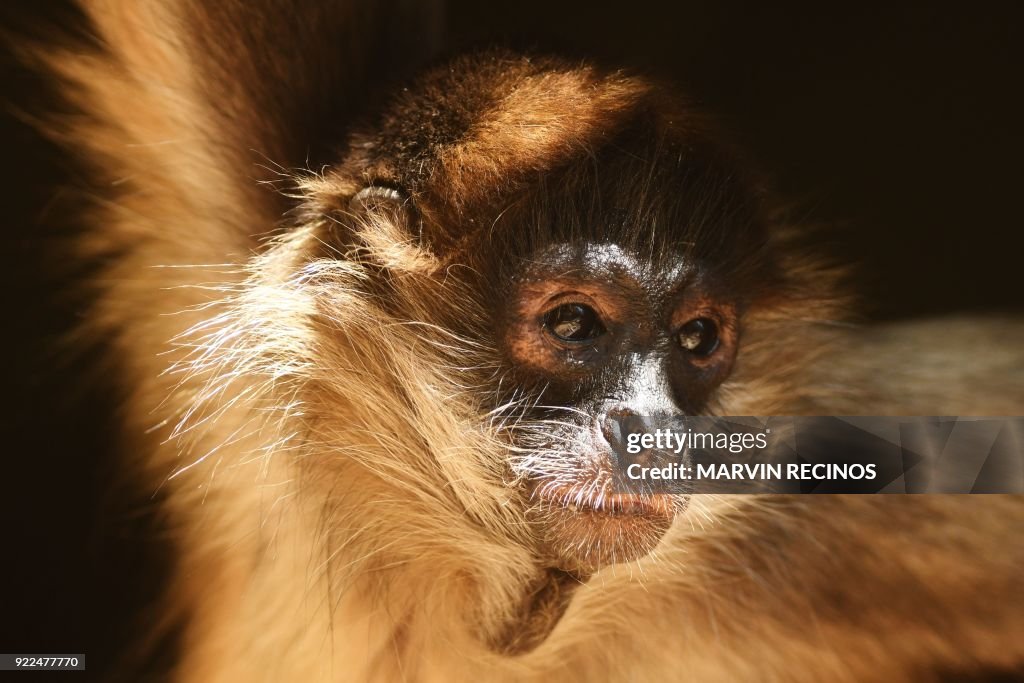 EL SALVADOR-ANIMAL-ZOO-SPIDER-MONKEY