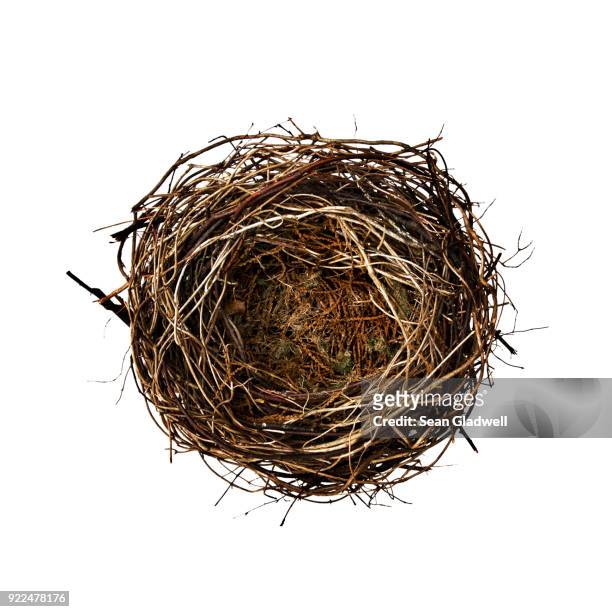 empty bird nest - nid d'oiseau photos et images de collection