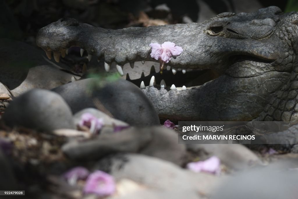 SALVADOR-ANIMAL-ZOO-CROCODILE