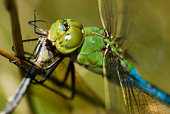 Dragonfly, Damselfly, Macro, Green Darner, Anax junius