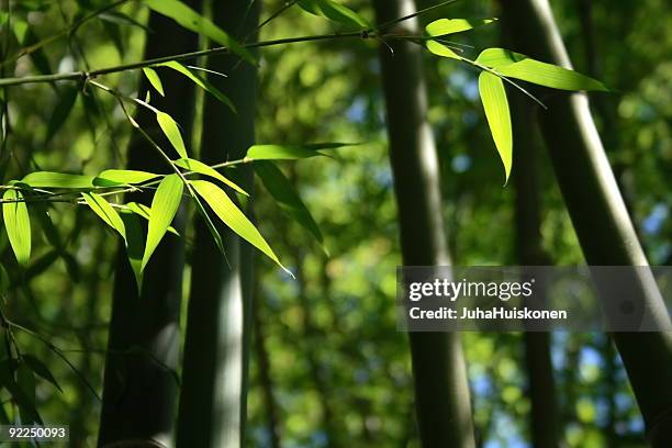 Bamboo Rvt 2,623 Bamboo Trunk Stock Photos, High-Res Pictures, and Images - Getty ...