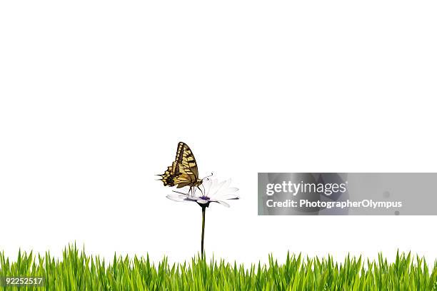 butterfly on white daisy isolated - flowerbed isolated stock pictures, royalty-free photos & images