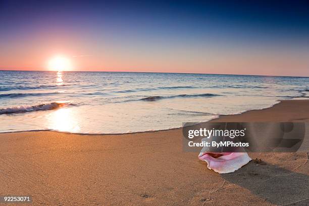 a shot of a conch shell on a beach evening - jamaican stock pictures, royalty-free photos & images