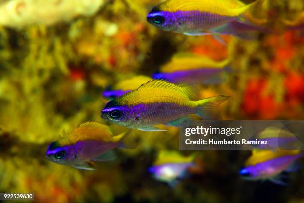 sunshinefish school. - chromis stock pictures, royalty-free photos & images