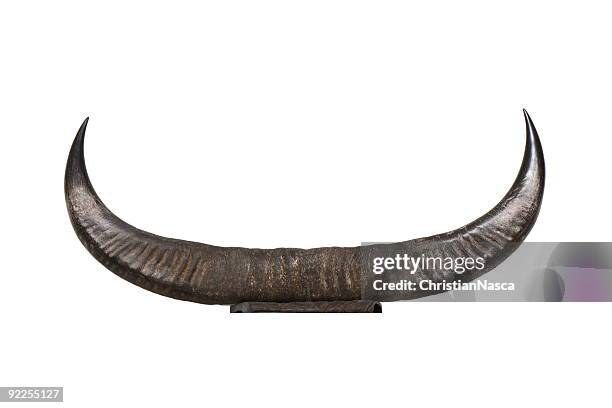 horny horns - horned stock pictures, royalty-free photos & images