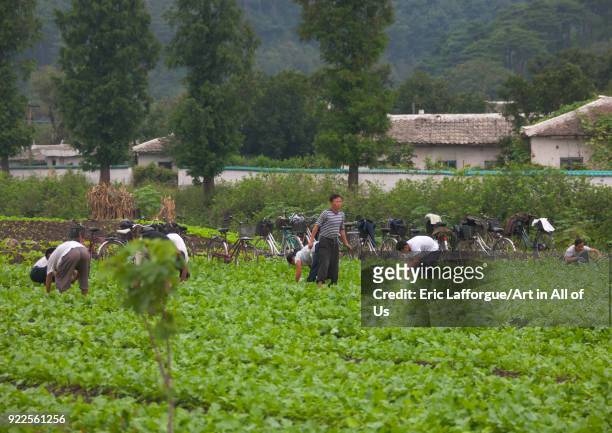 North Korean farmers working in a field, South Hamgyong Province, Hamhung, North Korea on September 14, 2011 in Hamhung, North Korea.