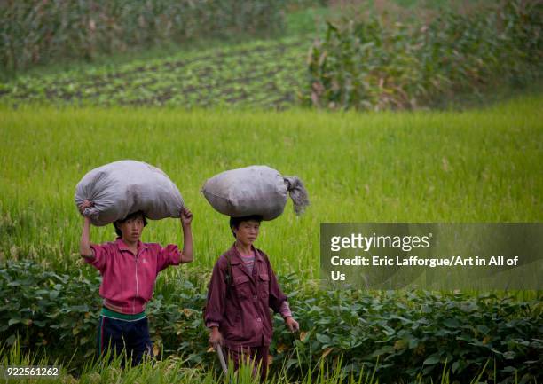 North Korean women carrying bags on head in a field, Kangwon Province, Wonsan, North Korea on September 14, 2011 in Wonsan, North Korea.