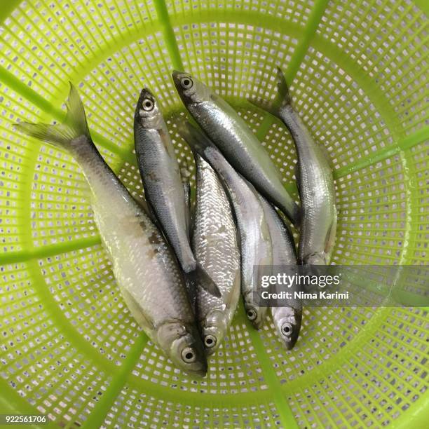 Fish Edibility Small Edible Fish Photos and Premium High Res Pictures - Getty Images