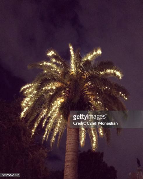 palm tree with lights - christmas palm tree stock pictures, royalty-free photos & images