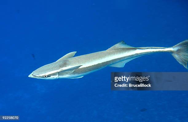 remora - remora fish stock pictures, royalty-free photos & images