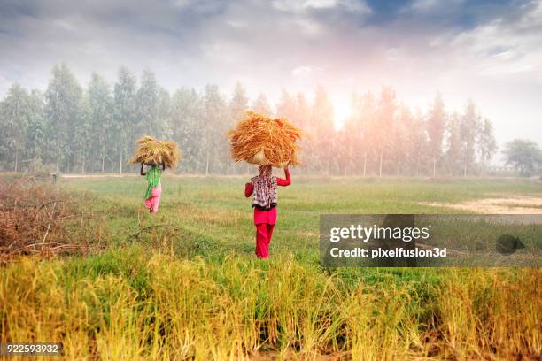 female farmer carrying grass bundle on head - village harvest stock pictures, royalty-free photos & images