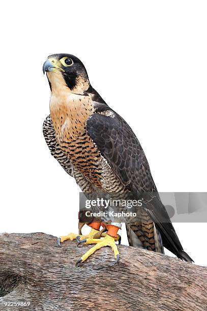 peregrine - peregrine falcon stock pictures, royalty-free photos & images