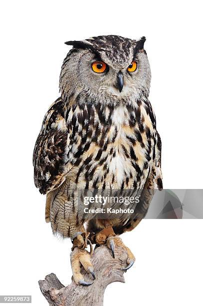 eagle owl - owl stockfoto's en -beelden