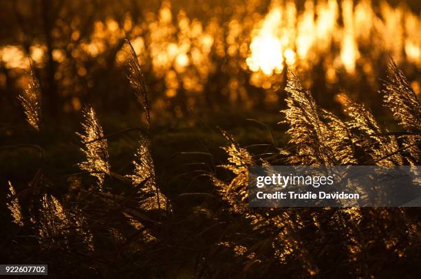 sunrise on a reed bed - rietkraag stockfoto's en -beelden