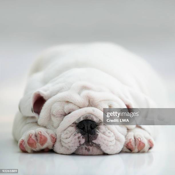 sleeping english bulldog puppy - bulldog inglés fotografías e imágenes de stock