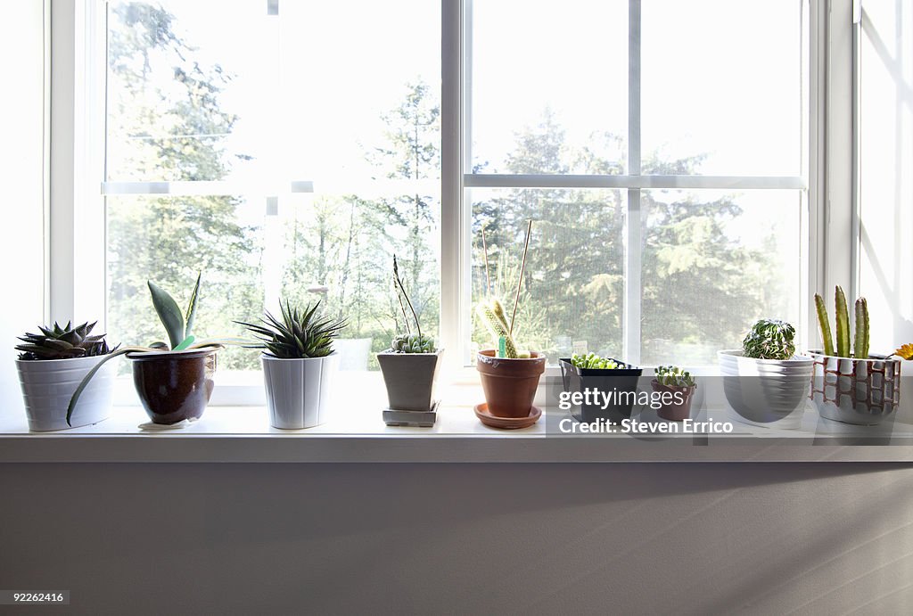 Plants sitting on window sill