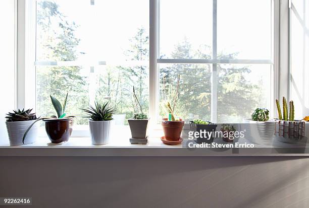 plants sitting on window sill - window sill stock pictures, royalty-free photos & images