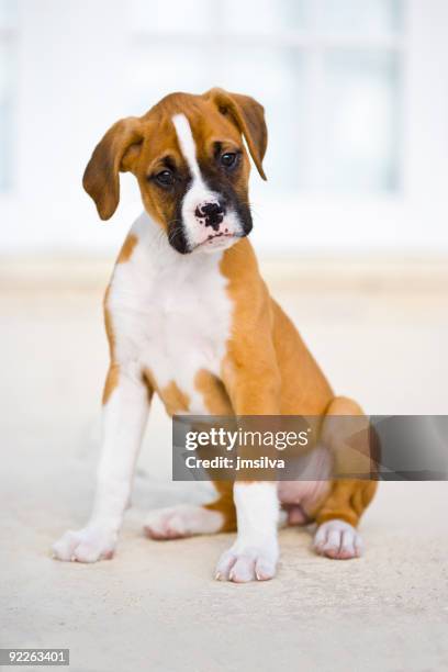 puppy - boxer dog stock pictures, royalty-free photos & images