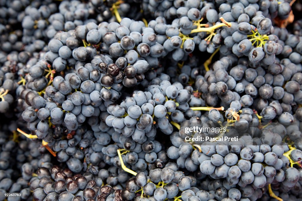 Red grapes ,close up