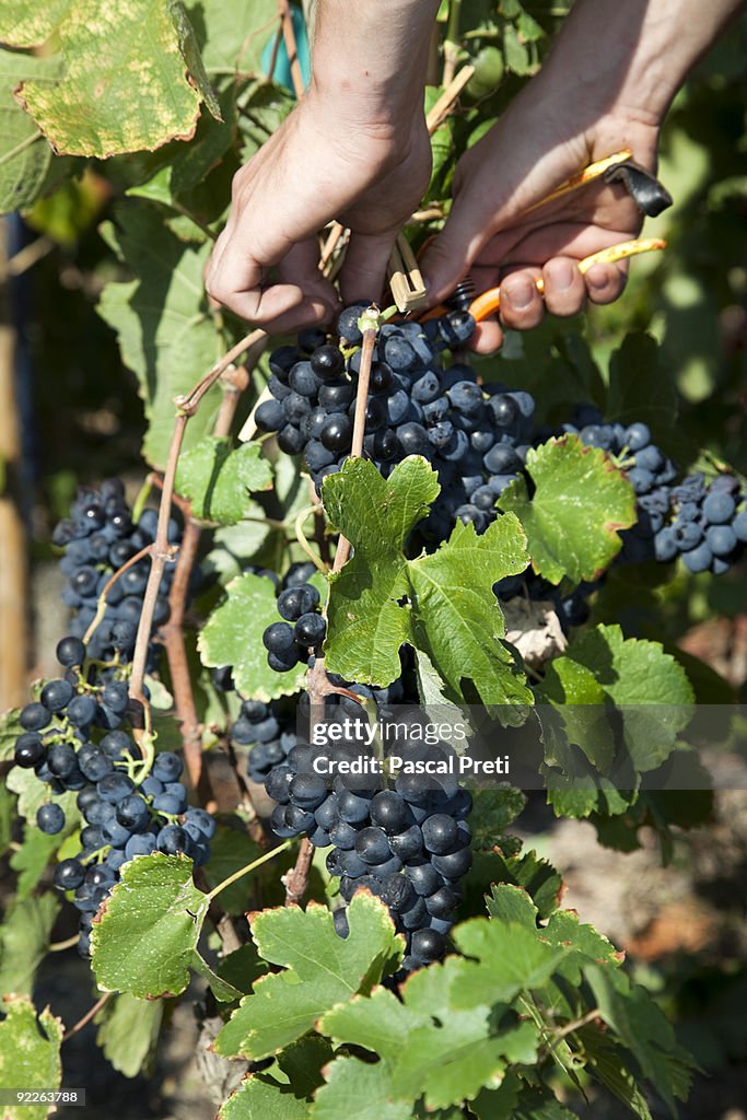 Man cutting a red grape with a pruning shears