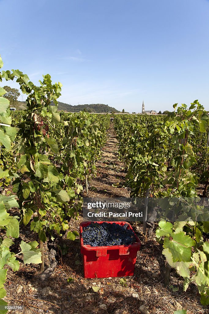 Contenairs with red grapes between 2 raws in a vin