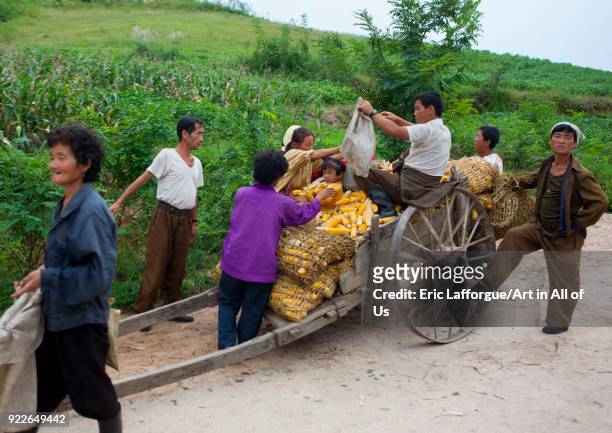 North Korean farmers collecting corn on a cart, North Hwanghae Province, Kaesong, North Korea on September 7, 2012 in Kaesong, North Korea.