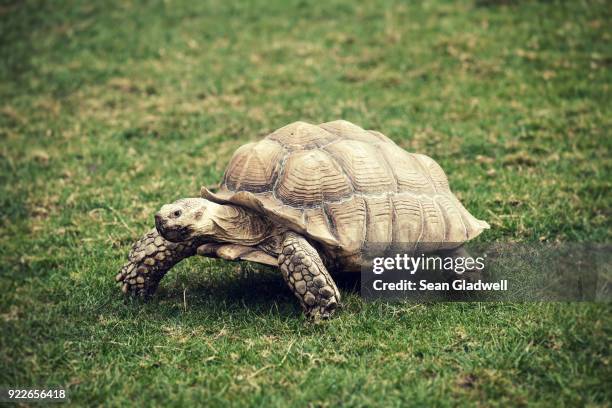 giant tortoise - schildkröte stock-fotos und bilder