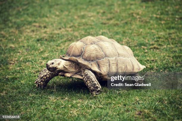 giant tortoise - tortoise stock pictures, royalty-free photos & images