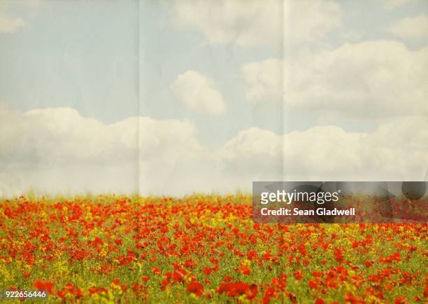 paper poppy field - retro landscape ストックフォトと画像