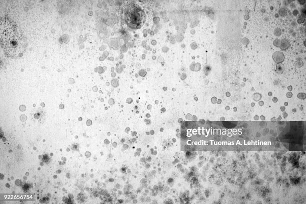 dirty, stained and worn wall with mold spots in black and white - aspergillus stock pictures, royalty-free photos & images