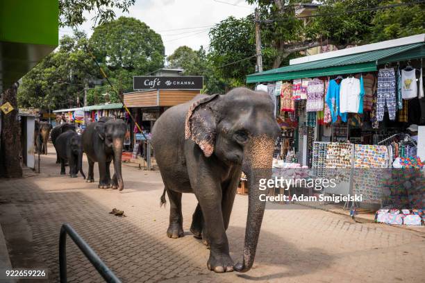wild elephants walking - pinnawela stock pictures, royalty-free photos & images