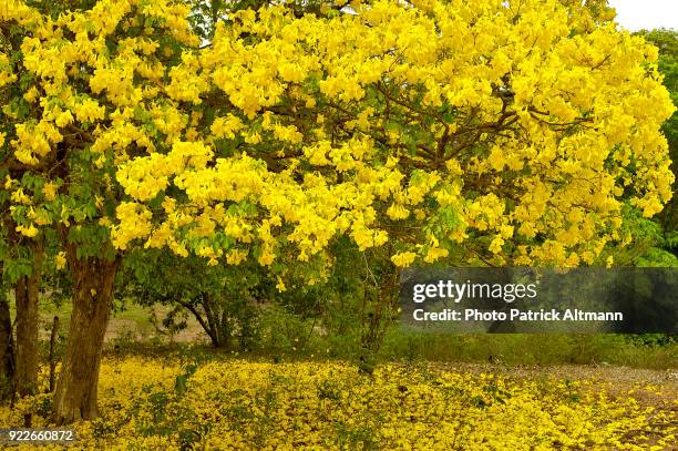 yellow ipé tree (tabebuia chrysantha) blooming with flowers falling on the ground in november. goianinha, rio grande do norte, brazil - tabebuia stock pictures, royalty-free photos & images