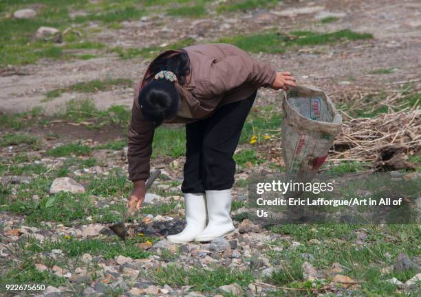 North Korean woman collecting grass to eat in a field, North Hamgyong Province, Jung Pyong Ri, North Korea on May 7, 2010 in Jung Pyong Ri, North...