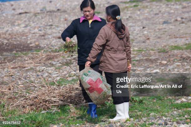 North Korean women collecting grass to eat, North Hamgyong Province, Jung Pyong Ri, North Korea on May 7, 2010 in Jung Pyong Ri, North Korea.