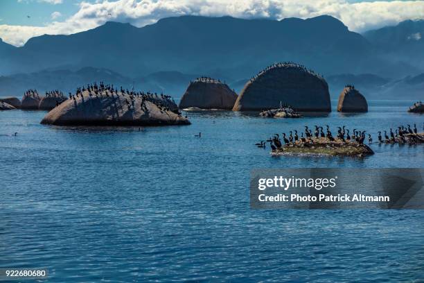 cormorants gather on rocks in guanabara bay in the afternoon with layers of mountain range in the background. rio de janeiro, brazil - 南大西洋 ストックフォトと画像