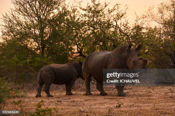 rhinoceros family south africa - cria de rinoceronte - fotografias e filmes do acervo