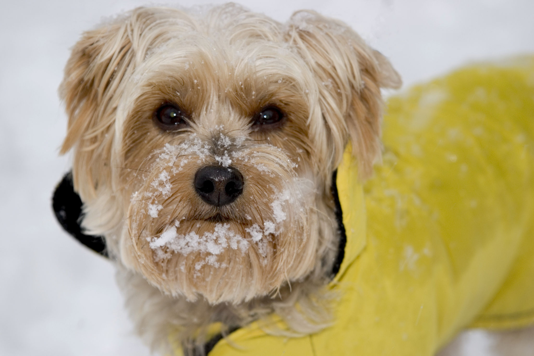 small dog winter