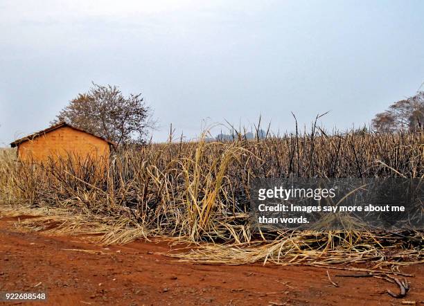 many acres of sugar cane burned during a fire. - ribeirão preto stock pictures, royalty-free photos & images