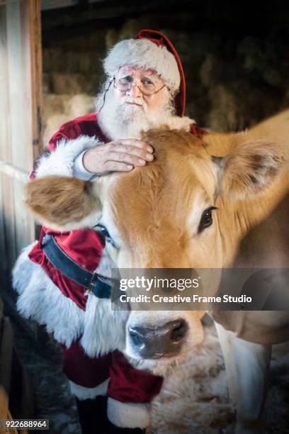 santa claus caressing a jersey cow in a barn - cow cuddling stock pictures, royalty-free photos & images