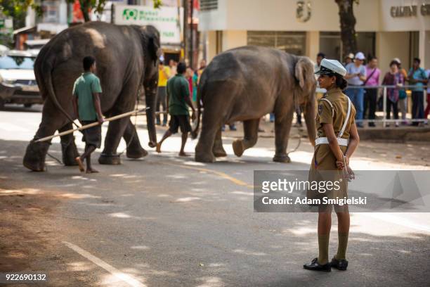 wild elephants crossing the street - pinnawela stock pictures, royalty-free photos & images