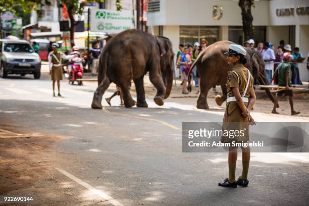wild elephants crossing the street - pinnawela stock pictures, royalty-free photos & images