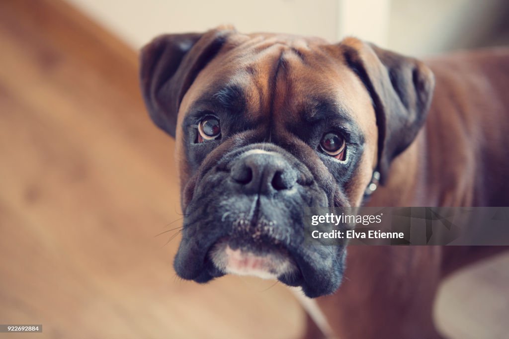 Boxer dog indoors, with direct eye contact