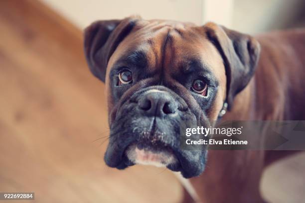 boxer dog indoors, with direct eye contact - boxer hund bildbanksfoton och bilder